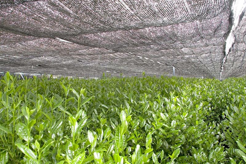 Zielona herbata matcha i L-Teanina: naturalny zastrzyk energii i szczęścia
